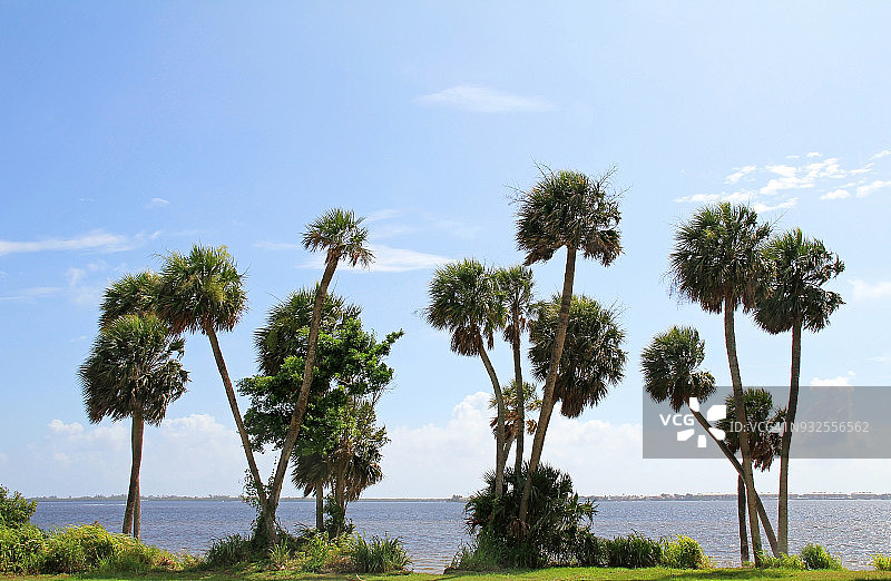 蓝天和内陆水域下的一群棕榈树图片素材