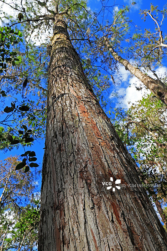 仰视角度拍摄的落羽杉图片素材