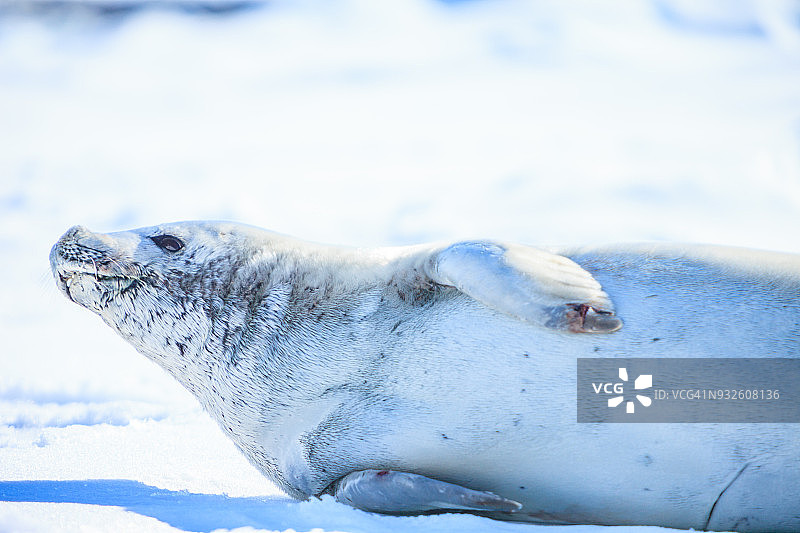 南极洲的食蟹海豹图片素材