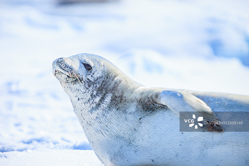南极洲的食蟹海豹图片素材