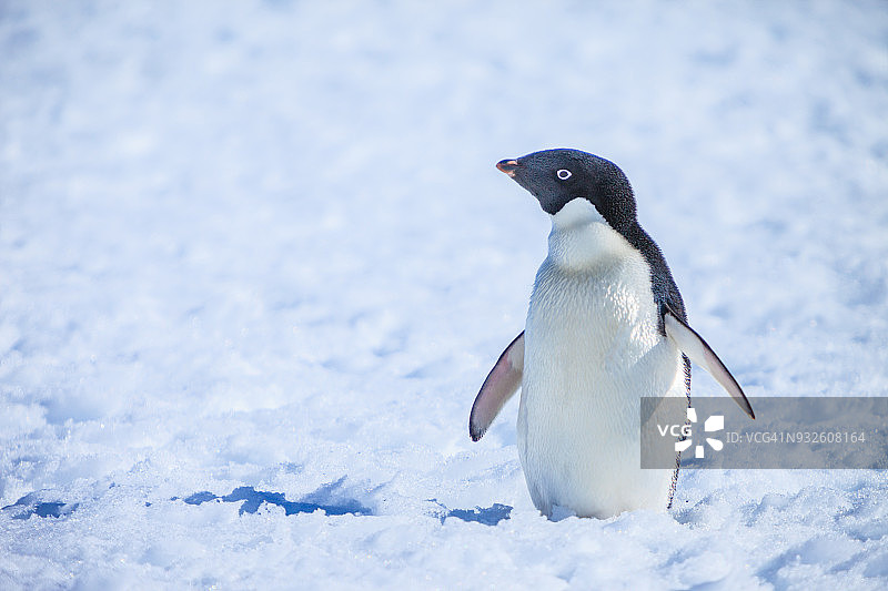 阿德利企鹅图片素材