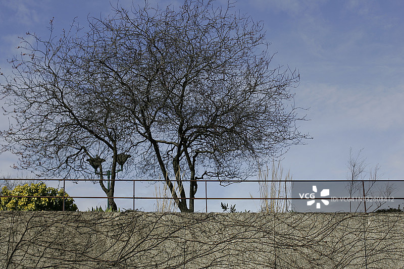 巴黎的冬季落叶树图片素材