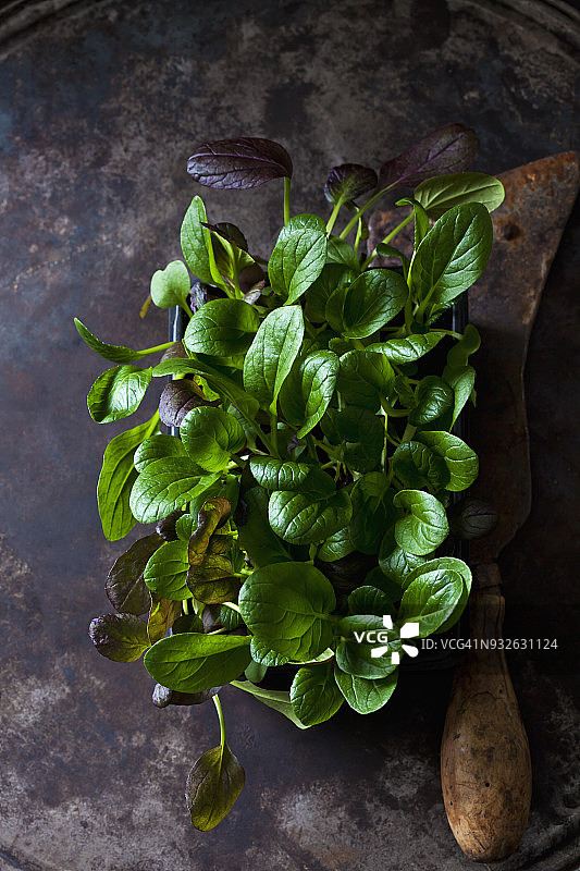 日本芥菜图片素材