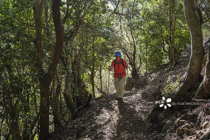 西班牙戈梅拉岛马霍纳自然公园：月桂树林中的徒步女性图片素材