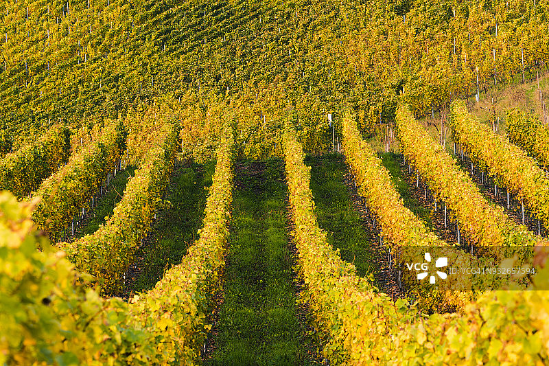 德国摩泽尔河谷贝尔恩卡斯特尔-库埃斯葡萄园图片素材