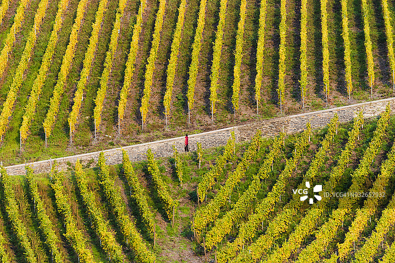游客在德国摩泽尔河谷贝尔恩卡斯特尔-库斯葡萄园中漫步图片素材
