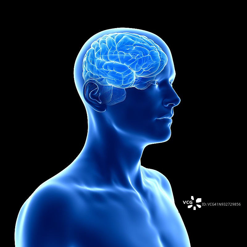 人类大脑、插图图片素材