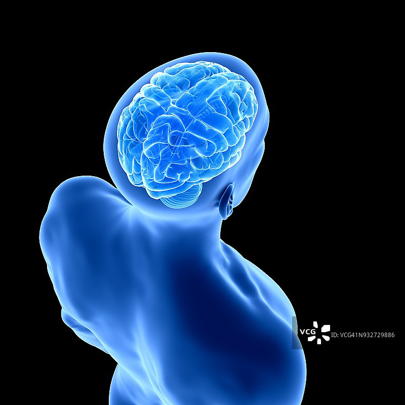 人类大脑、插图图片素材