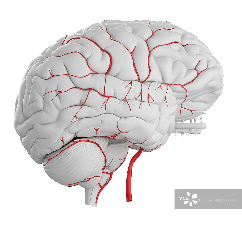 人脑动脉插图图片素材
