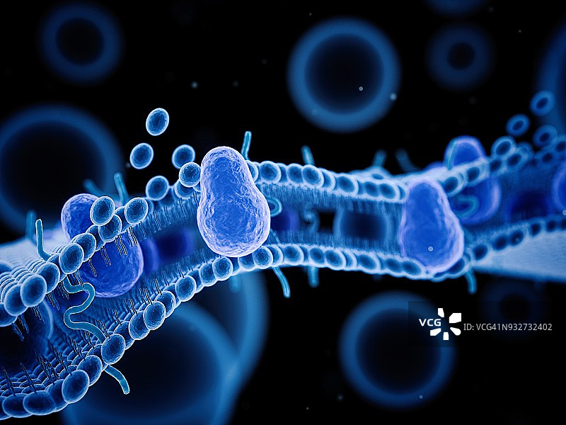人体细胞膜示意图图片素材