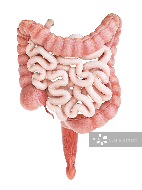 大小肠道插图图片素材