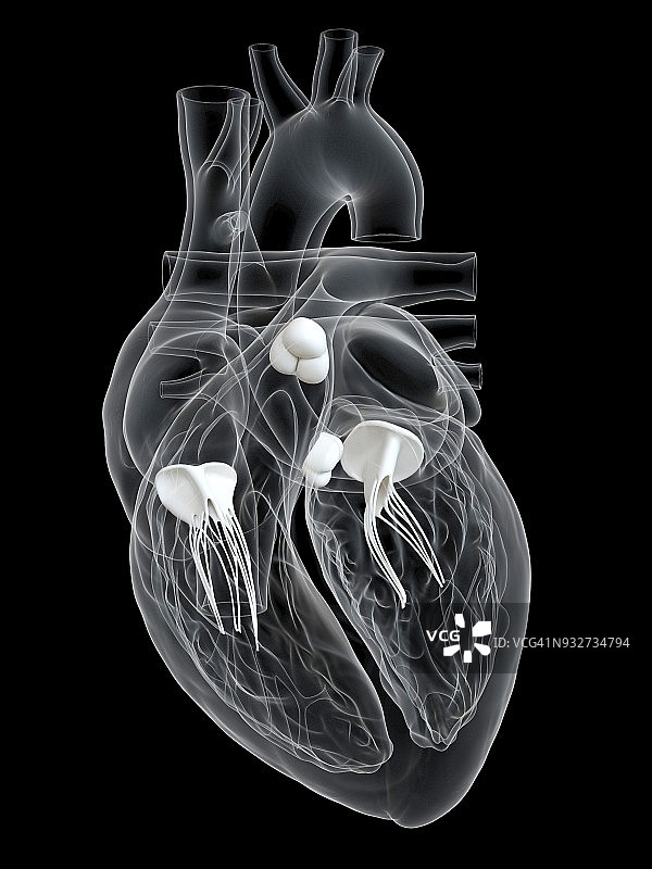 人类心脏瓣膜，图示图片素材