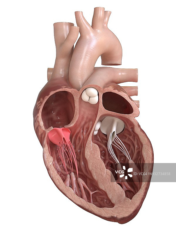 人心脏三尖瓣横截面图图片素材