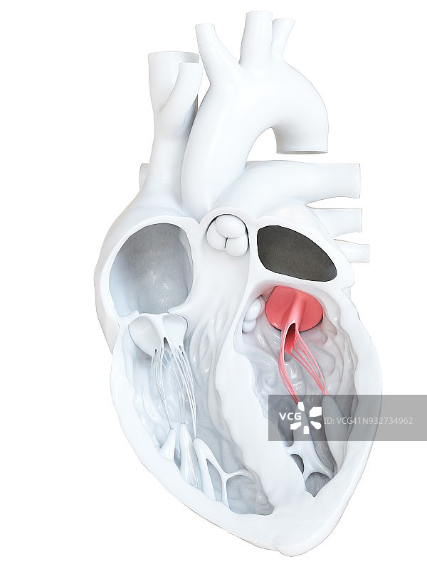人二尖瓣心脏构造图图片素材