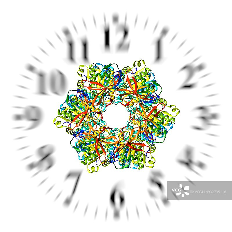 生物钟分子示意图图片素材