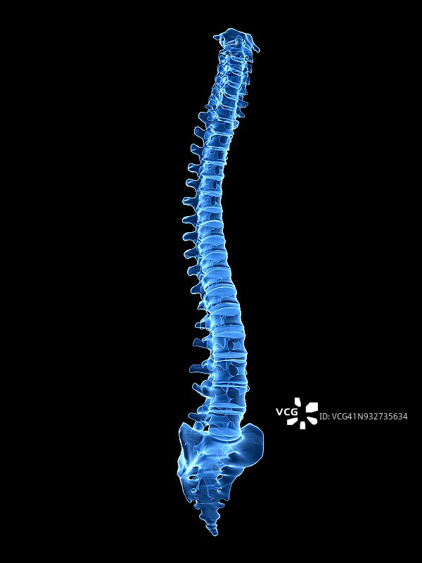 人类的脊椎,插图图片素材