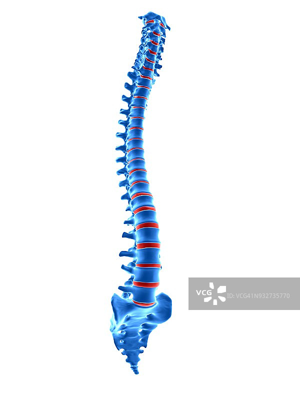 人类脊椎骨插图图片素材
