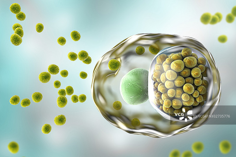 衣原体感染插图图片素材