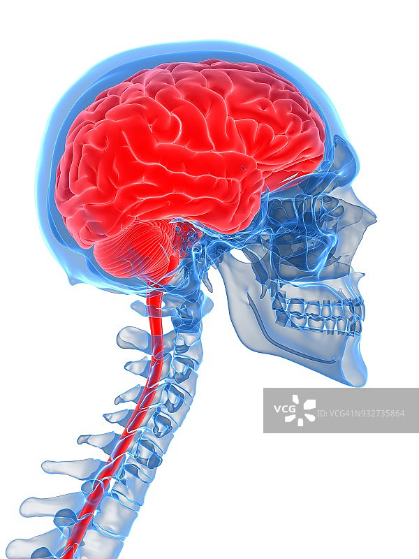 人脑与颈椎插图图片素材
