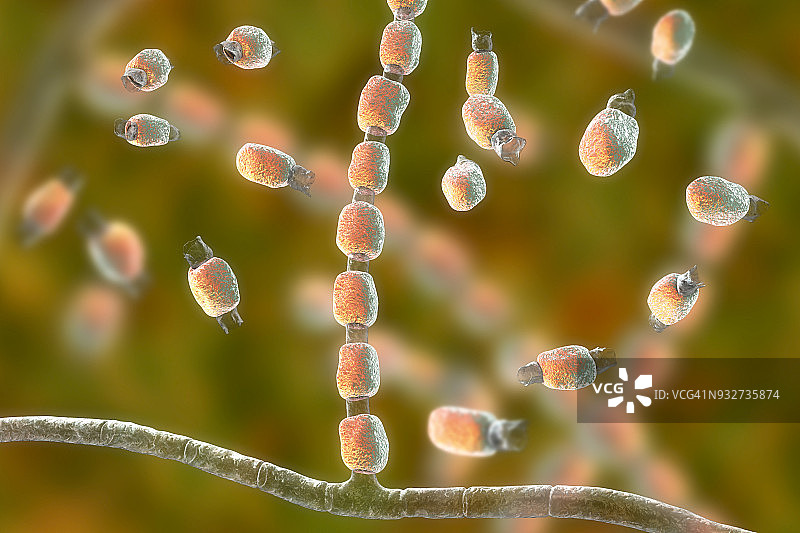 球孢子菌真菌插图图片素材