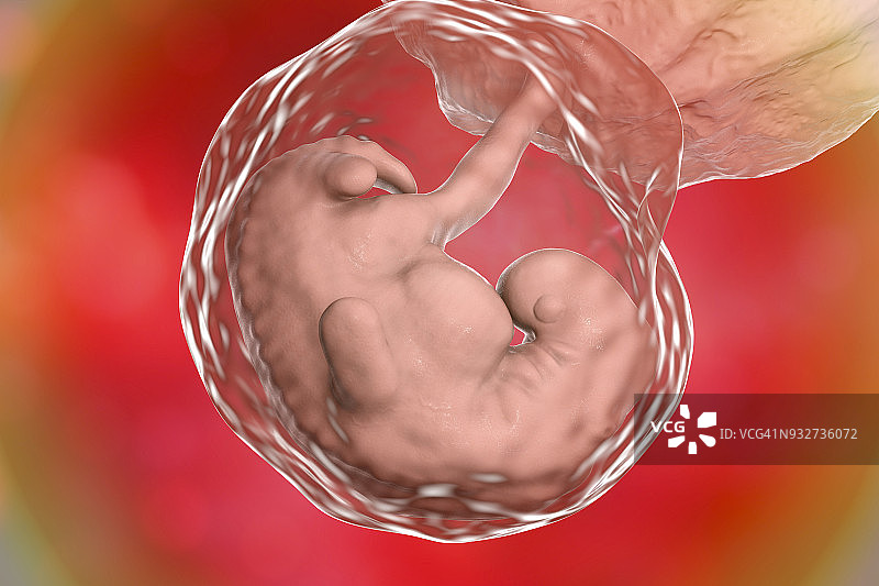 第四周的胚胎，图示图片素材