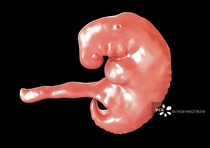 第四周的胚胎，图示图片素材