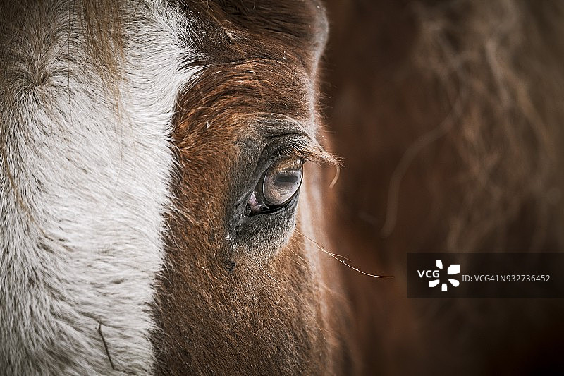 马的眼睛图片素材