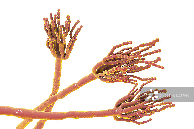 青霉菌插图图片素材