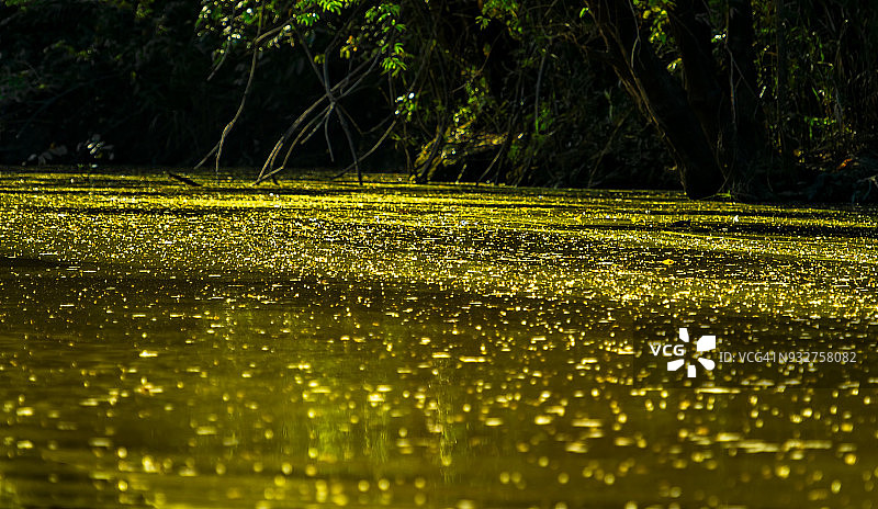 沙巴洲京那巴当岸河上的绿水图片素材