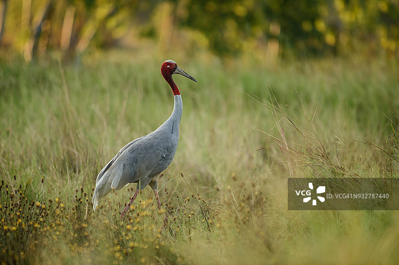 在泰国武里南府的Huay Jorrakaemak水库非狩猎区绿地中觅食的蓑羽鹤图片素材
