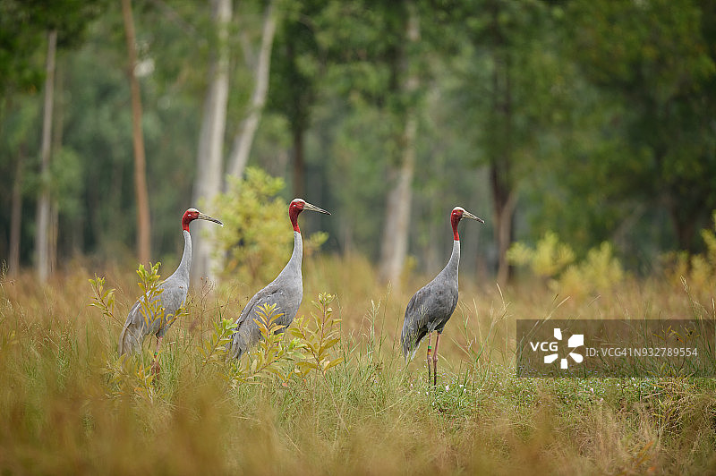 在泰国武里南府的Huay Jorrakaemak水库非狩猎区绿地中觅食的蓑羽鹤图片素材