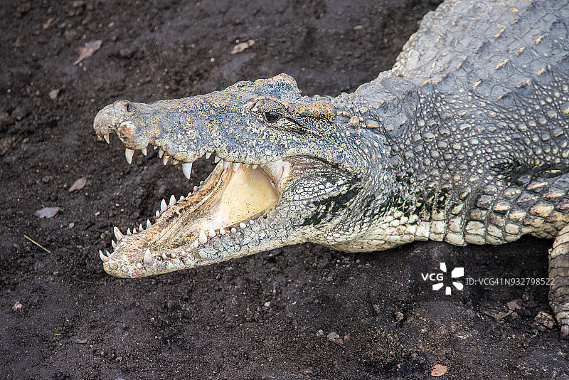 古巴鳄鱼特写图片素材
