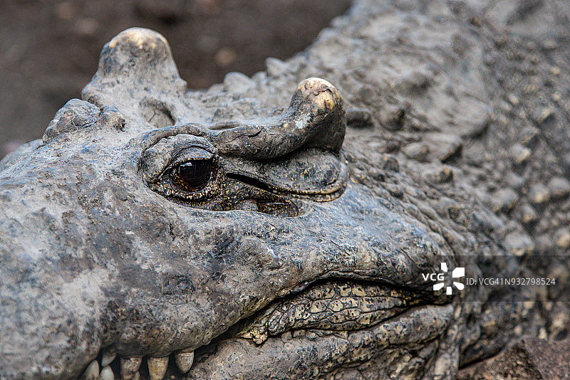 古巴鳄鱼特写图片素材