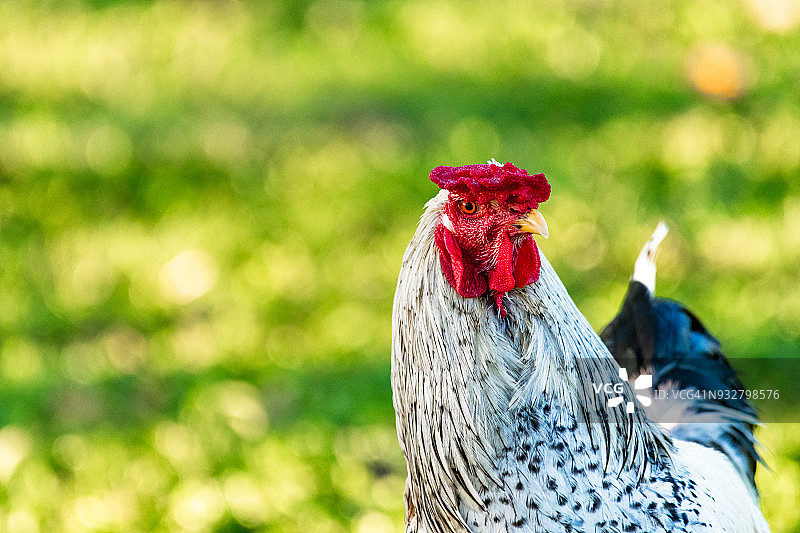 早晨的散养鸡图片素材
