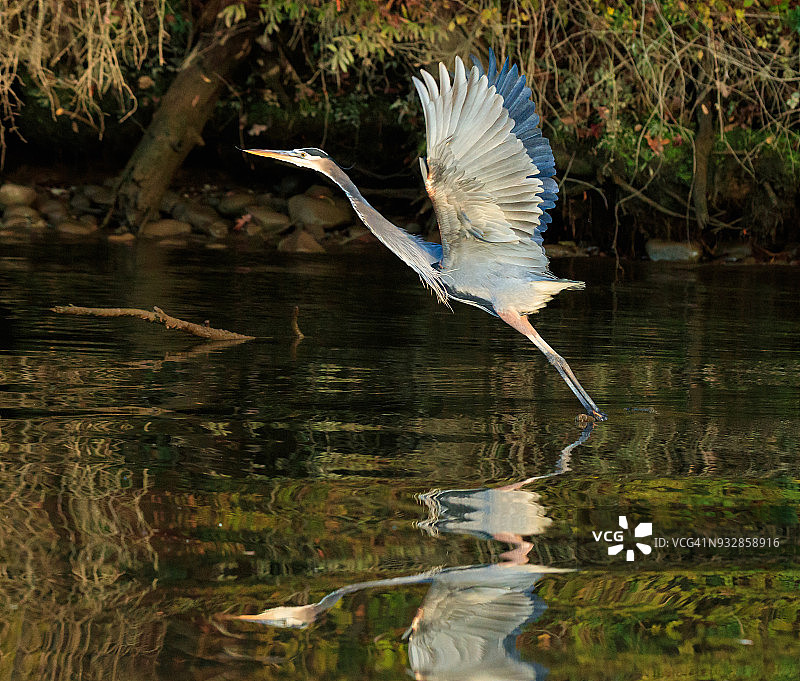蓝色苍鹭离去图片素材