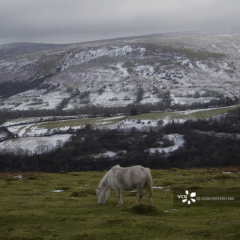 冬季风景中的野马图片素材