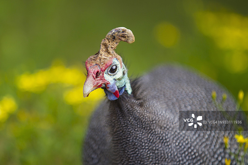 戴盔珠鸡，在南非西开普省克斯腾伯斯国家植物园图片素材