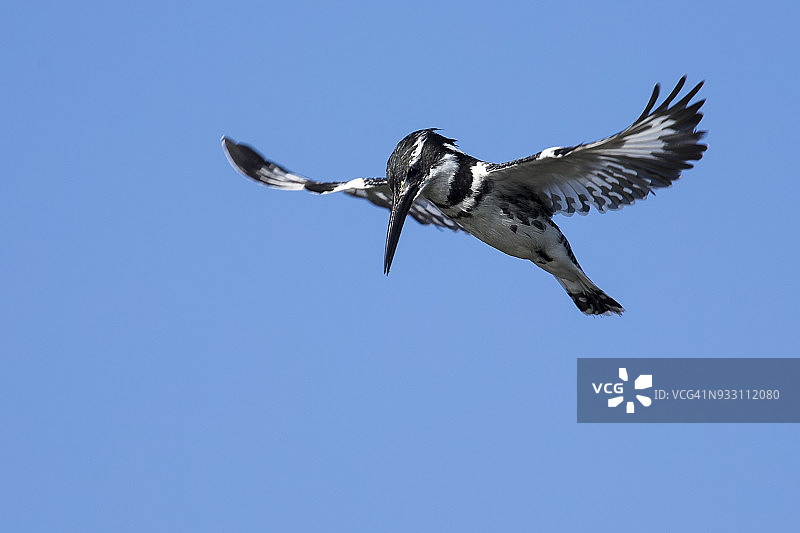 非洲祖布洛自然保护区，正在悬停捕鱼的斑鱼狗图片素材
