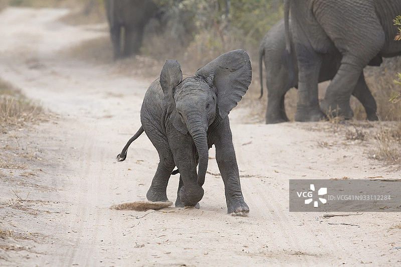 在南非萨比沙自然保护区，小象在路上玩耍，象群在附近觅食图片素材