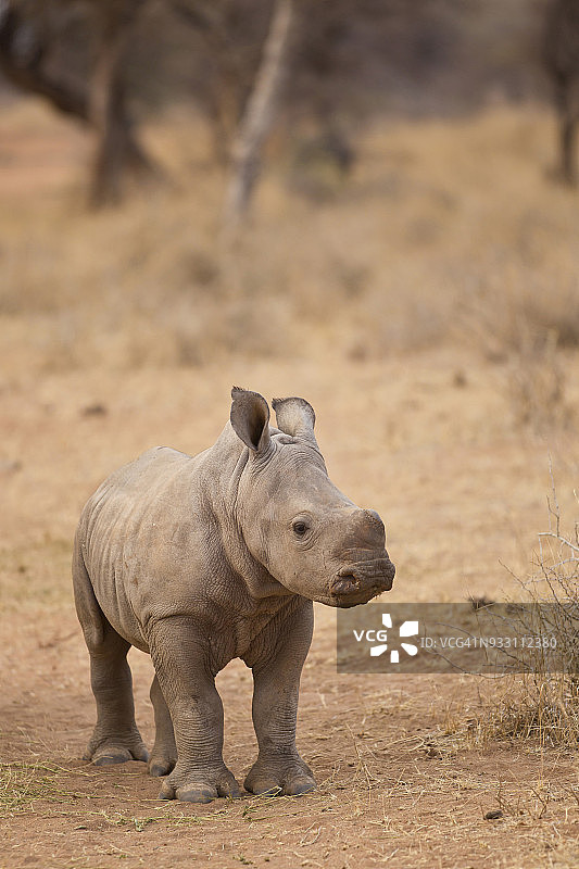 年轻白犀牛肖像图片素材