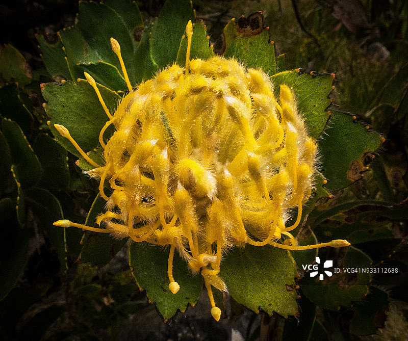 针垫花，桌山，南非开普敦图片素材
