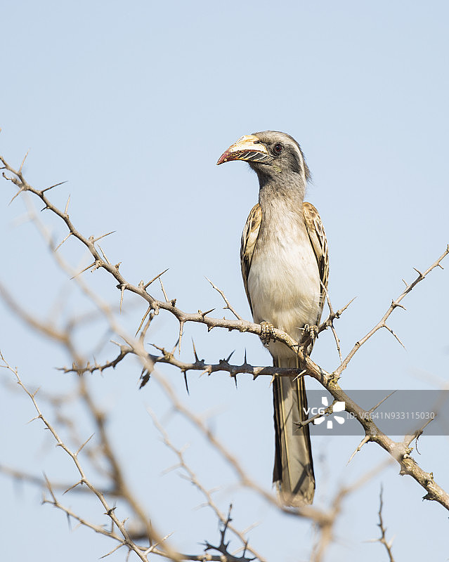 非洲灰犀鸟，克鲁格国家公园，南非图片素材