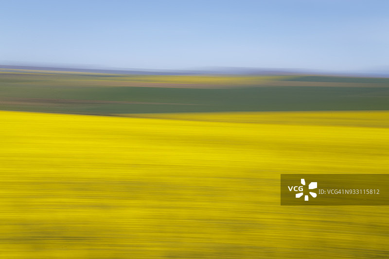 南非西开普省斯韦伦丹早春油菜小麦田图片素材