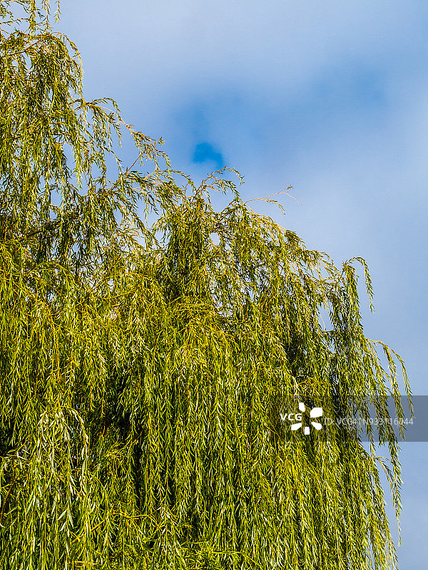 南非开普敦的柳树图片素材