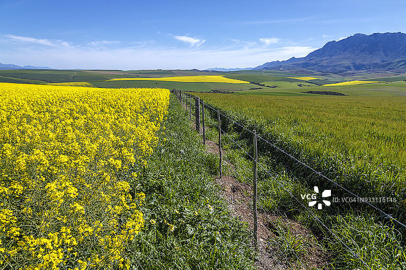 早春的油菜籽和小麦田，油菜籽的鲜黄色与小麦的翠绿色相映衬，南非西开普省斯韦伦丹图片素材