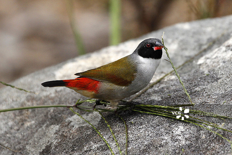 南非克斯腾伯斯国家植物园中的黑耳蜡嘴雀，正在取食草籽图片素材