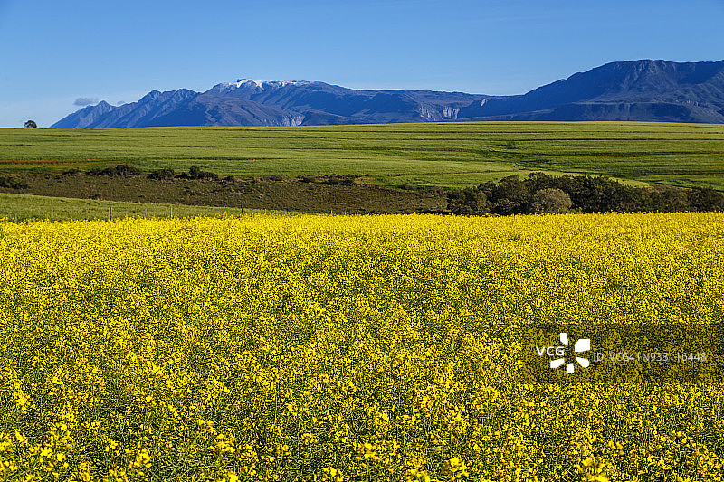 早春的油菜和小麦田图片素材