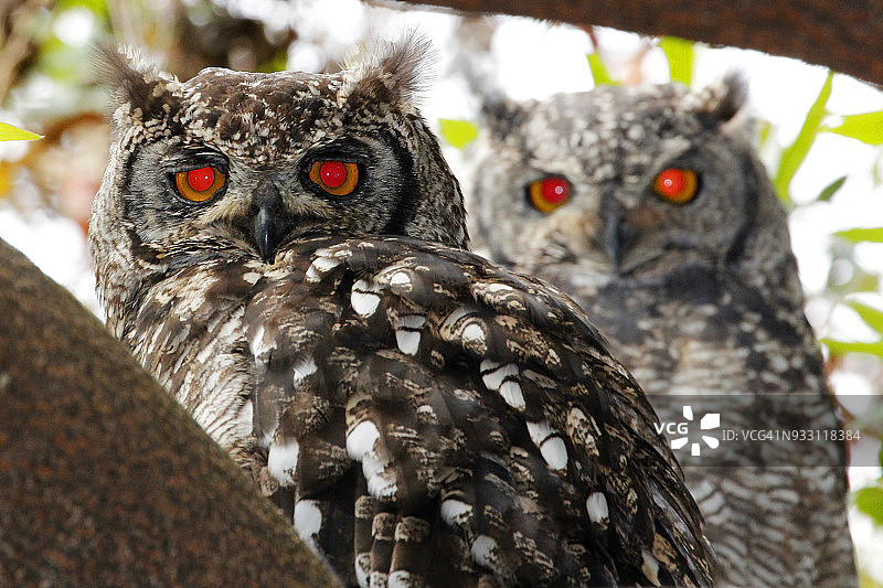 一对非洲斑点鹰鸮栖息在南非开普敦克斯滕博斯国家植物园的树上图片素材