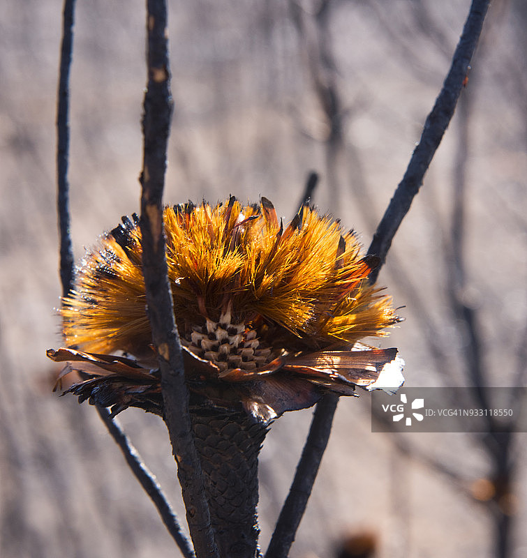 火灾过后，帝王花的花头，种子聚集在烧焦的花头上，准备被风吹散，花头爆发着火焰，大部分种子都散落了图片素材