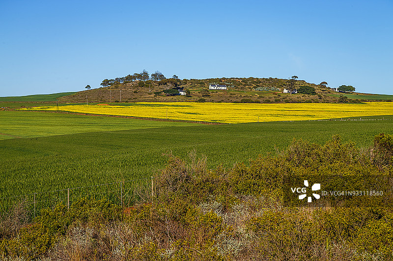 早春的油菜籽和小麦田，油菜籽的鲜黄色与小麦的翠绿色相映衬，南非西开普省斯韦伦丹图片素材